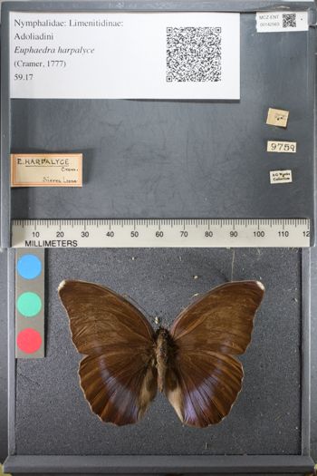 Media type: image;   Entomology 142563